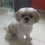 Joaisilva