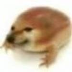 catioro sapinho auau