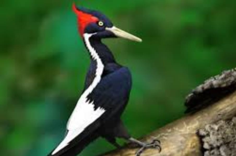 Lucas morelli gambaroto peres