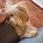 Joao victor Ferreira