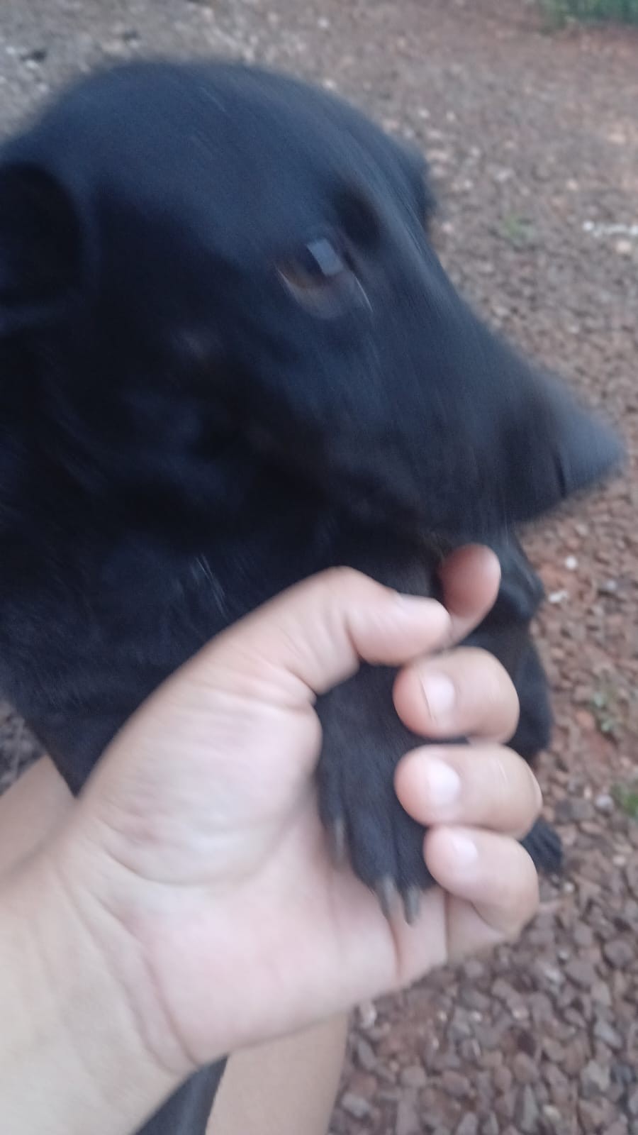 Daniel