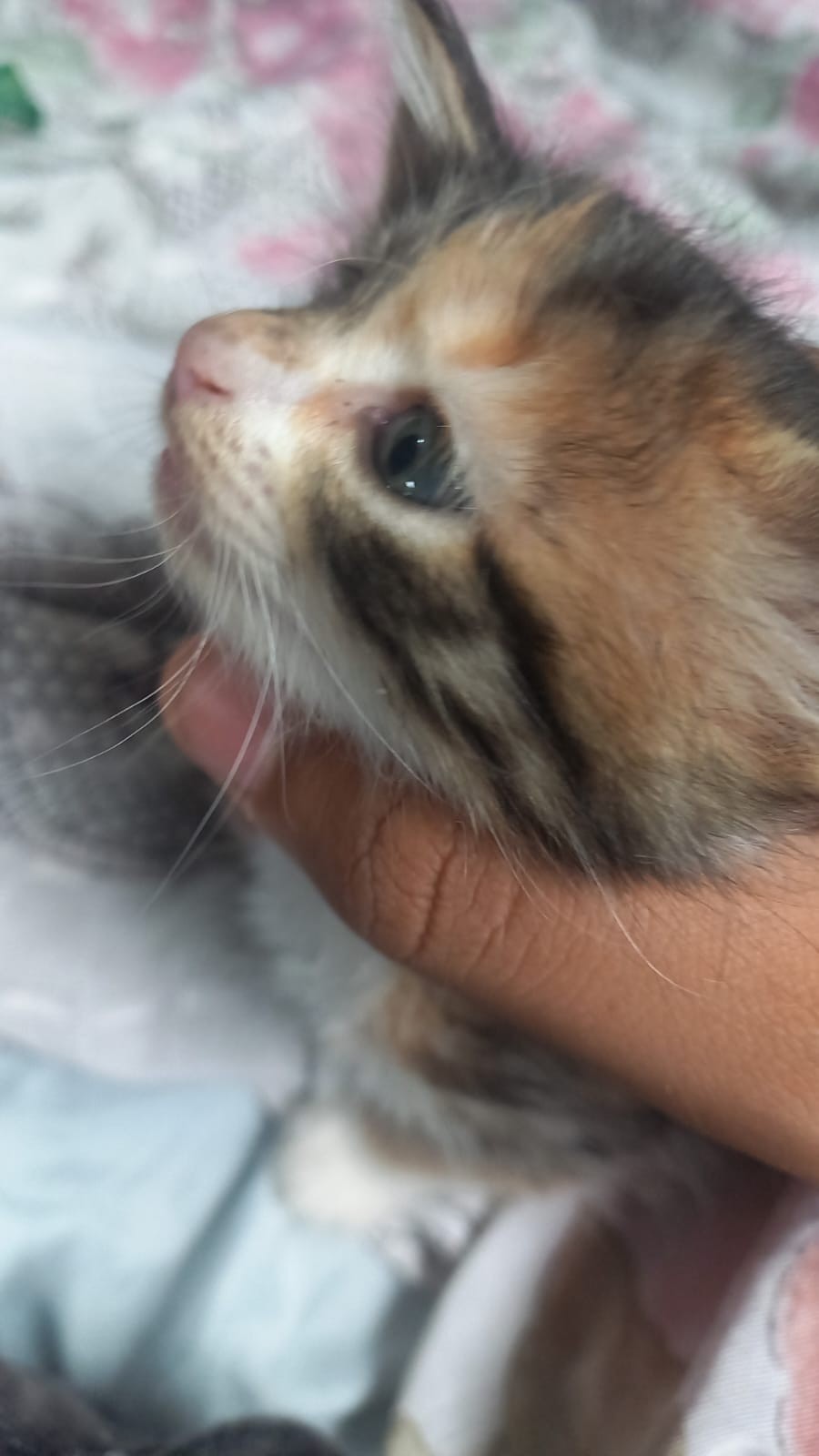 Gabriel