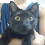 Monitor Falcão