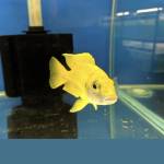 Peixe amarelo